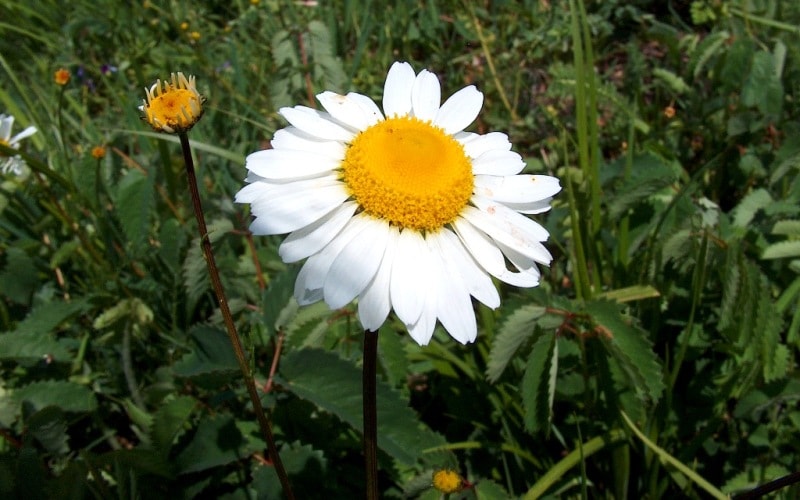 The flora of Katon-Karagay park.