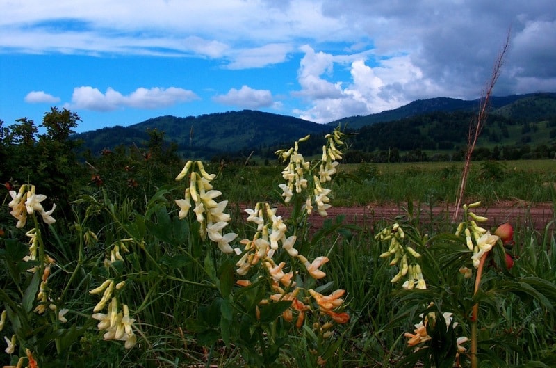 Растительный мир Катон-Карагайского национального парка.