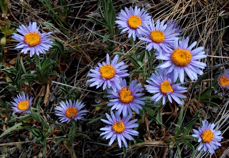 The flora of Katon-Karagay park.