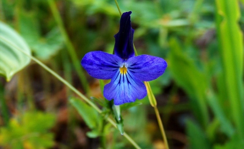 The flora of Katon-Karagay park.