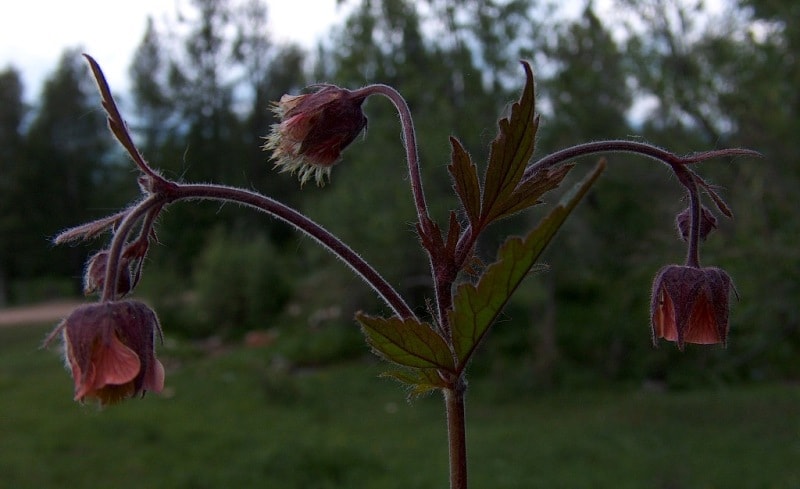 Flora of Katon-Karagay park.