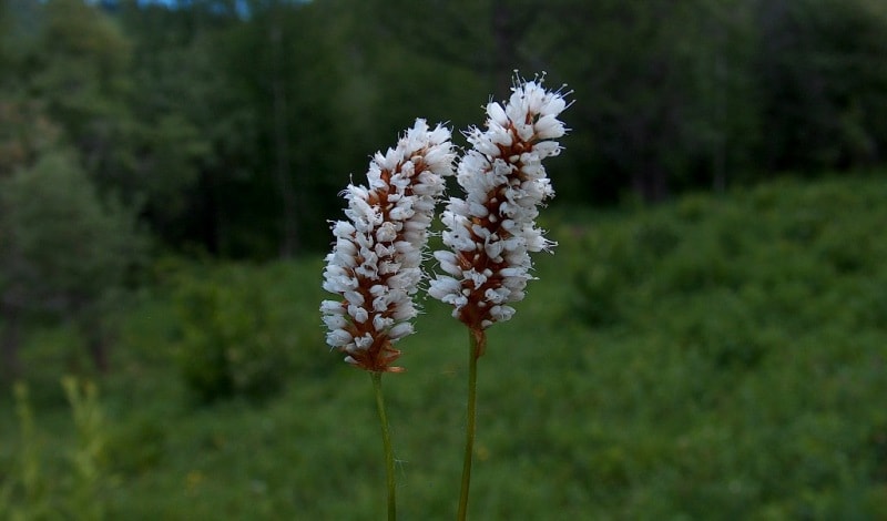 The flora of Katon-Karagay park.