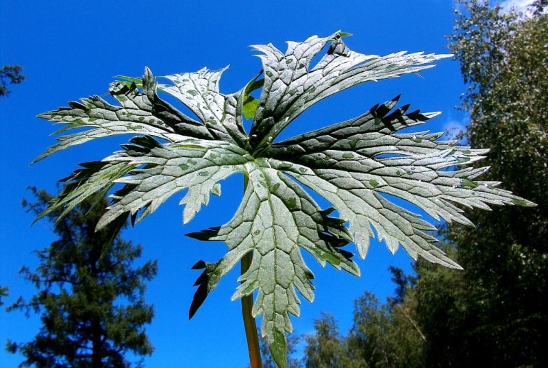 The flora of Katon-Karagay park.