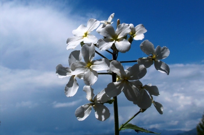 The flora of Katon-Karagay park.