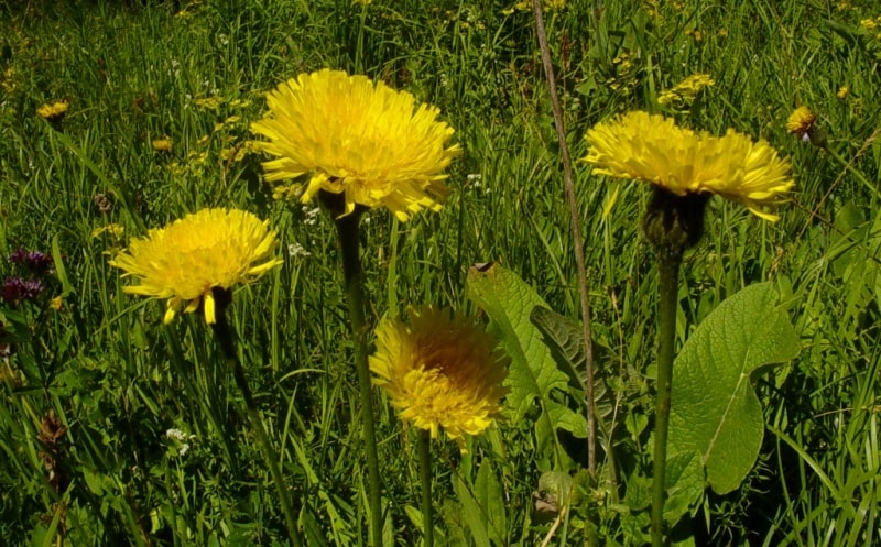 The flora of Katon-Karagay park.