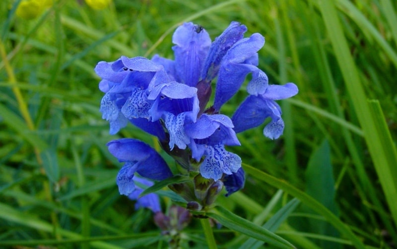 The flora of Katon-Karagay park.