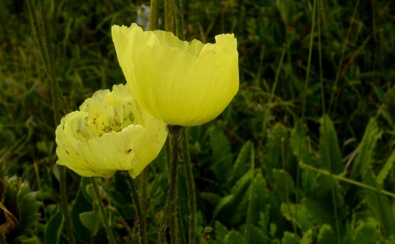 The flora of Katon-Karagay park.