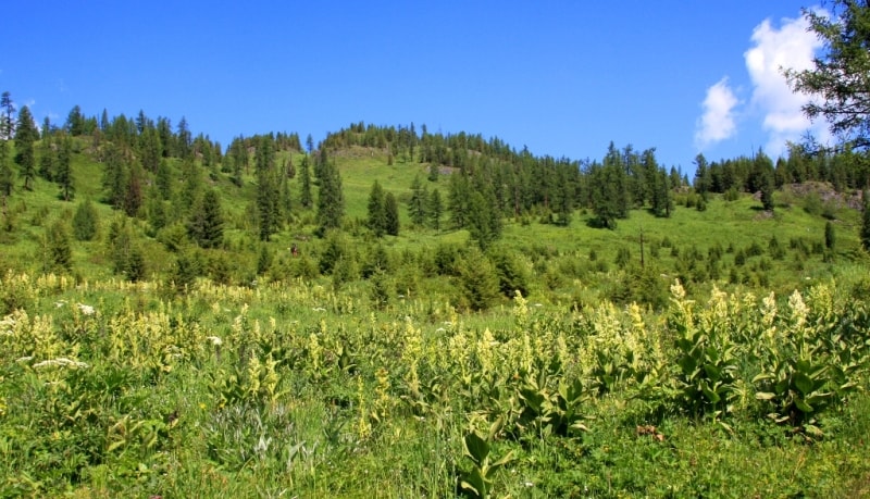 Окрестности Катон-Карагайского природного парка.
