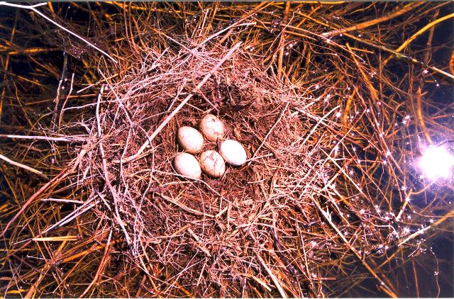 Гнездо с кладкой яиц озерного гуся.