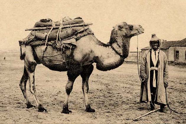 Экспедиционный верблюд для транспортировки грузов и снаряжения.