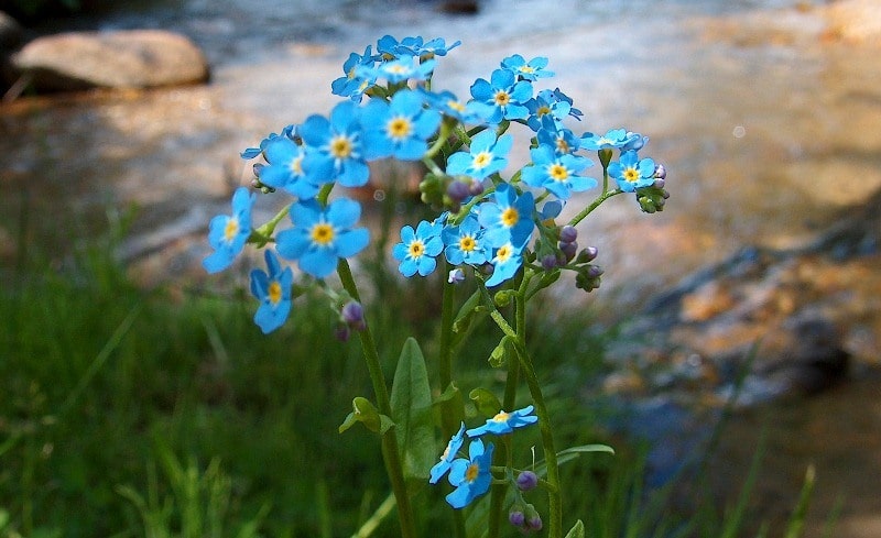 The valley Black Uzel in West Altai Reserve.