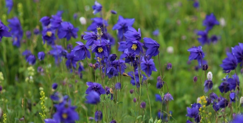 The valley Black Uzel in West Altai Reserve.