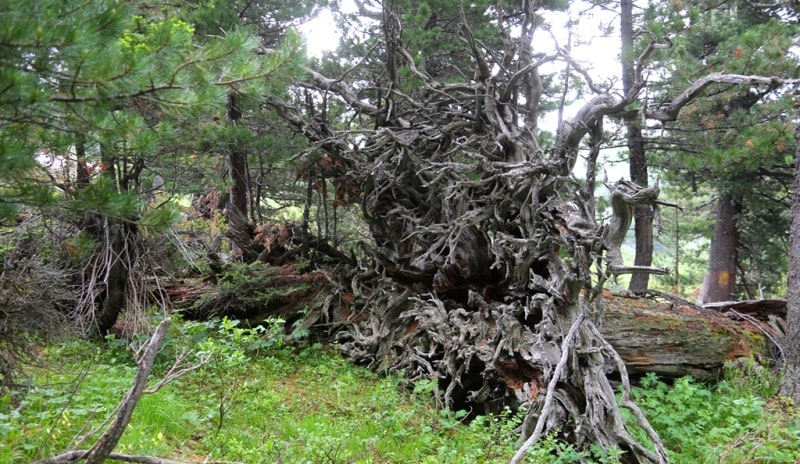 The valley Black Uzel in West Altai Reserve.