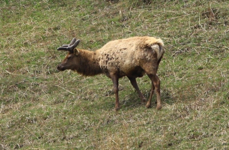 Fauna of West Altai Nature Reserve.