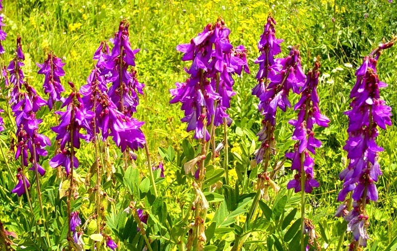 Sights of West Altai Nature Reserve.