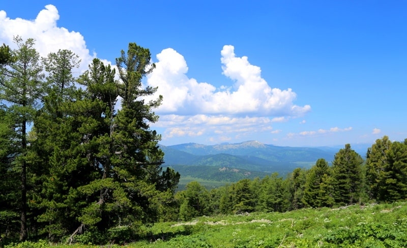 Environs in valley Monomakha Shapka in West Altai Nature Reserve.