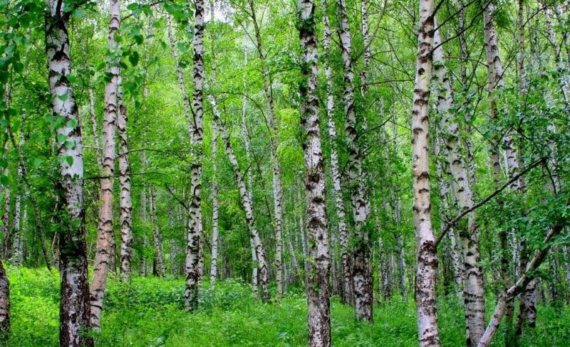 Environs of West Altai Nature Reserve.