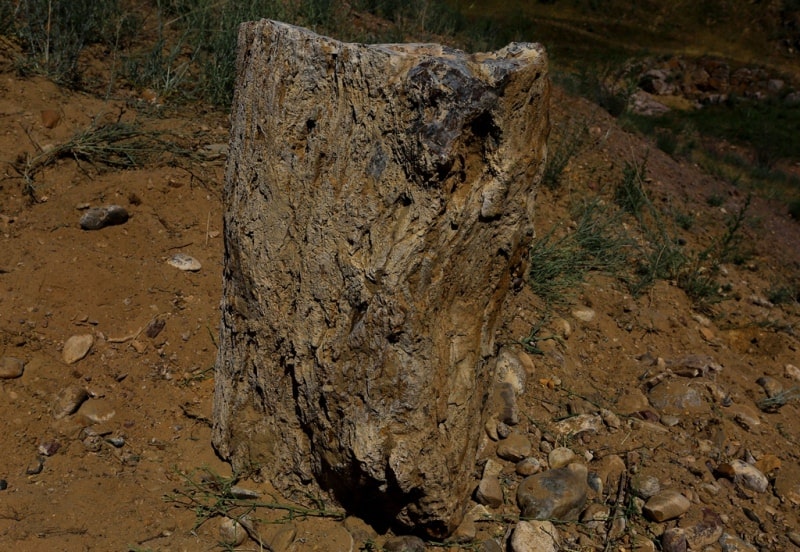 Окаменевшее дерево секвойя. 80 млн. лет.