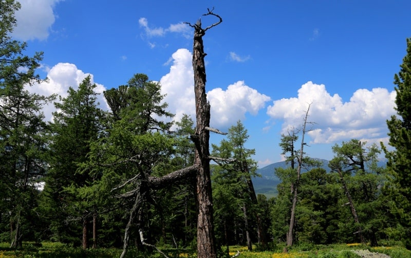 Environs of West Altai Nature Reserve.