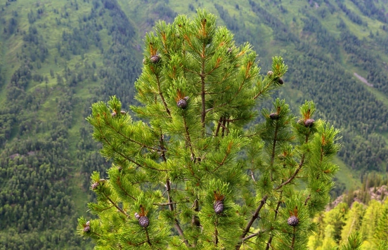 Environs of West Altai Nature Reserve.