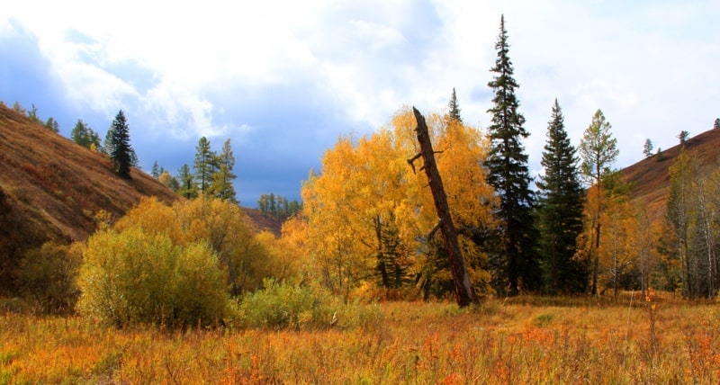 Environs of West Altai Nature Reserve.