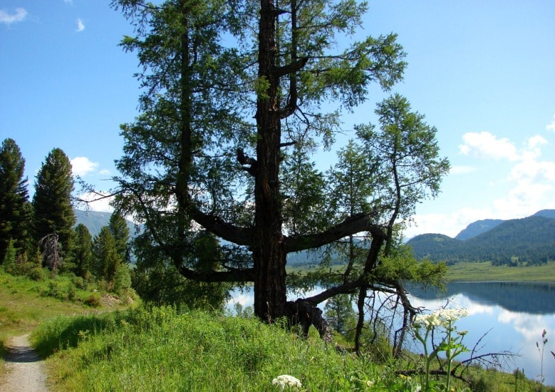 Environs of West Altai Nature Reserve.