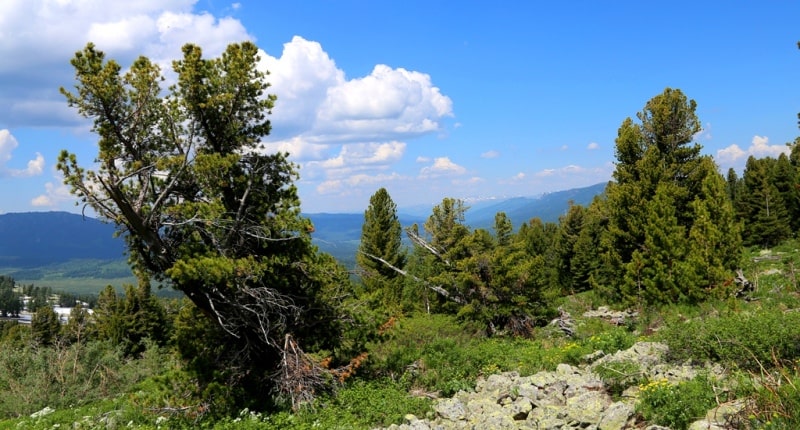 Environs of West Altai Nature Reserve.