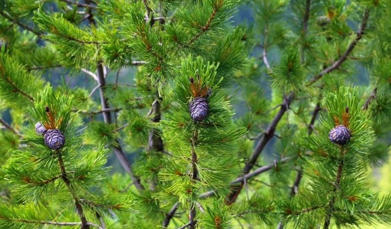 Environs of West Altai Nature Reserve.