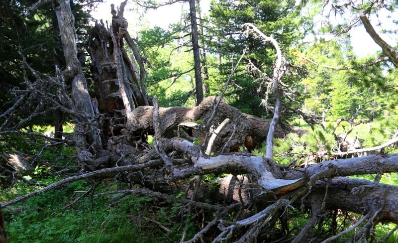 Environs of West Altai Nature Reserve.