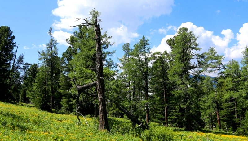 Environs of West Altai Nature Reserve.