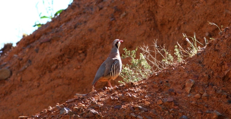 Mountain partridge in gorge Konorchek.