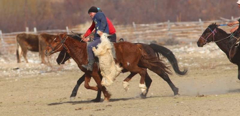 Kok-boru - national game of Kyrgyz.