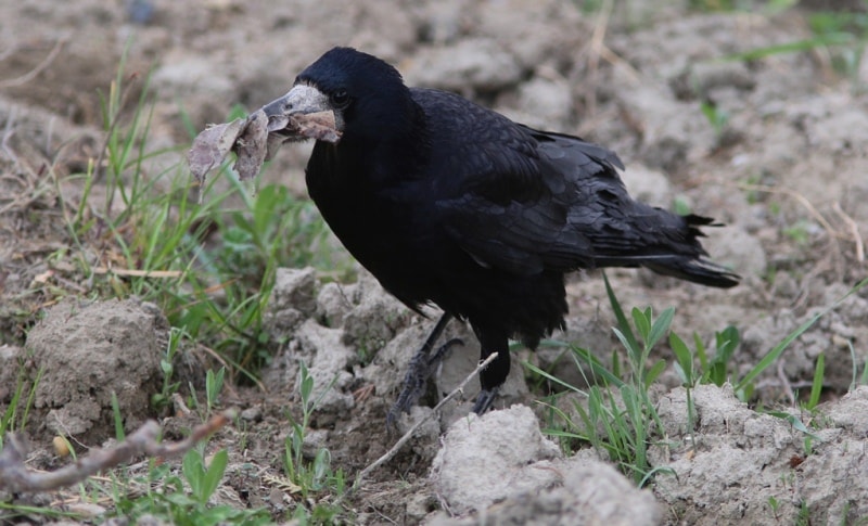 Black crow.