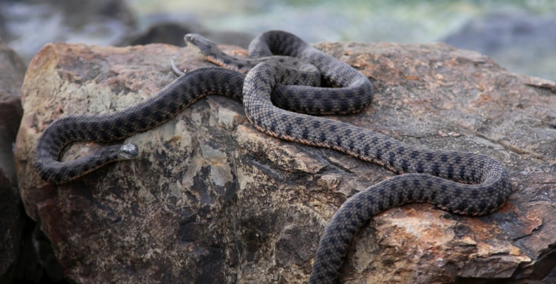 Lake snakes.