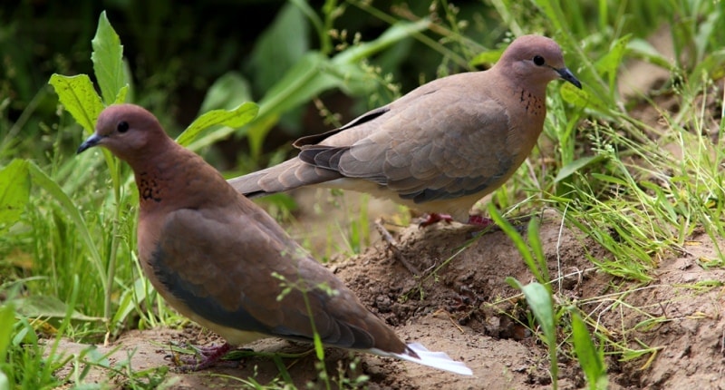 Turtle-doves.