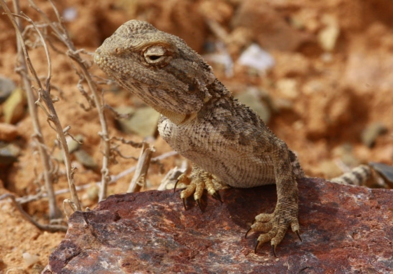 Lizard agama.