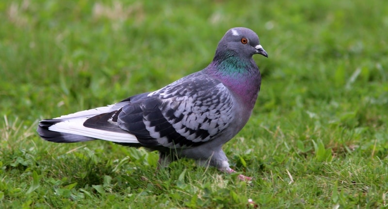 Pigeon.