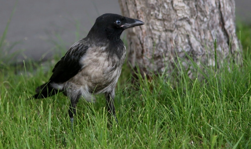 Gray crow.