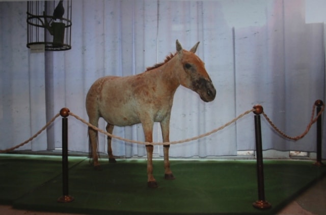 Przhevalsky's horse in Przhevalsky's museum in 12 kilometers to the north from the city of Karakol.