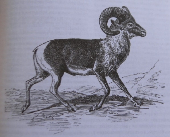 Argali.