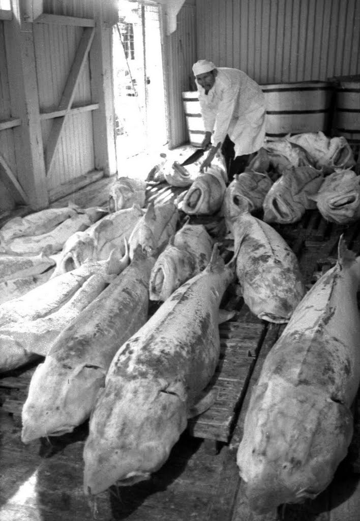 Замороженные туши белуги на складе - 1956 год.