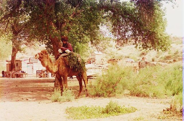 Текинец на верблюде (близ Байрам-Али).