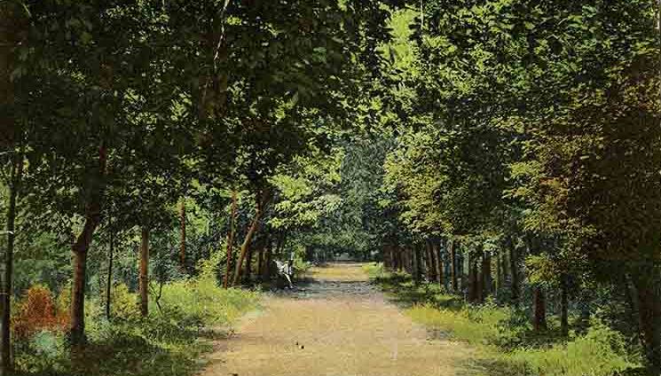 The avenue in the Keshinsky garden. Askhabad, beginning of the last century. Card.