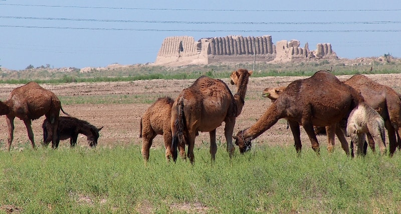 Ancient fortress Big Gyz kala. 