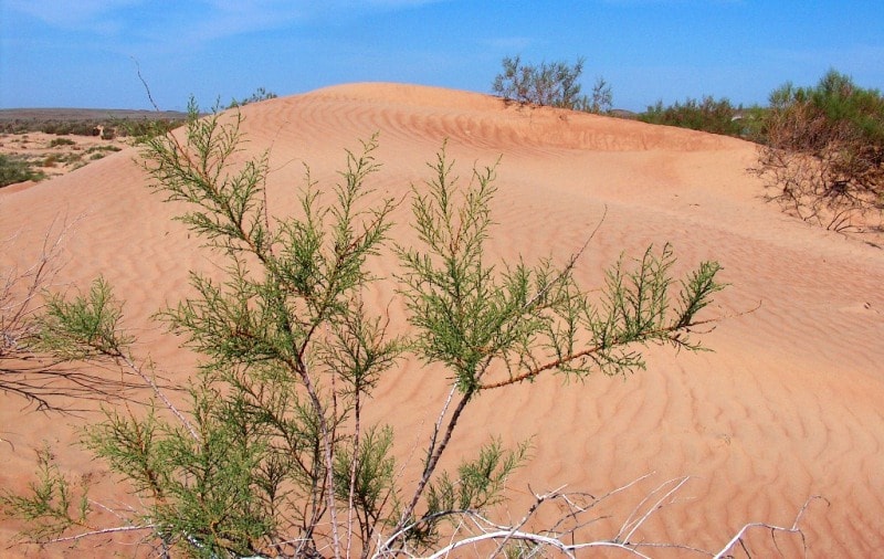 Пески Туркменистана.