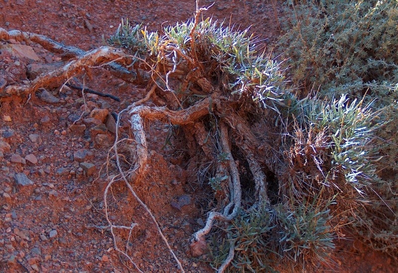 Environs the Tuarkyr system.