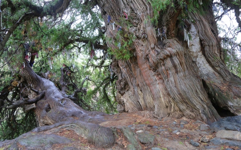 Juniper in Madjrum.