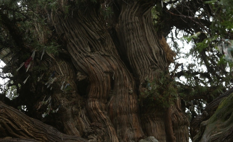 Juniper in Madjrum.