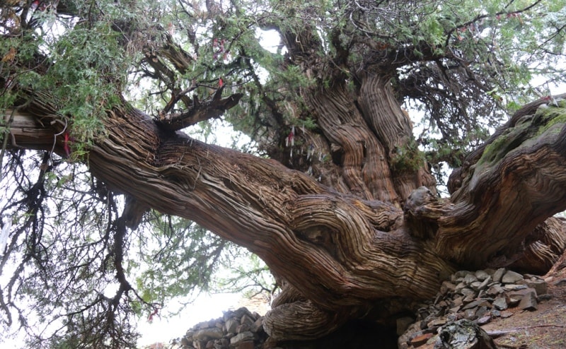 Juniper in Madjrum.