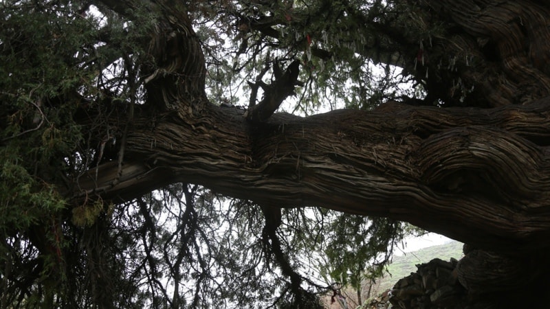 Juniper in Madjrum.